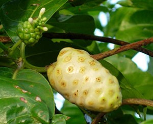Fructul Noni