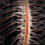 sistemul nervos tratament naturist